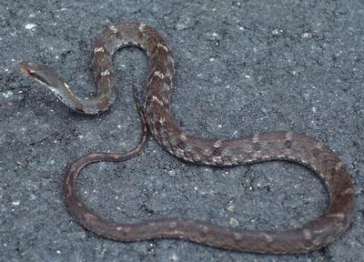 学名:pseudoxenodon macrops)为游蛇科斜鳞蛇属的爬行动物,俗名气扁蛇