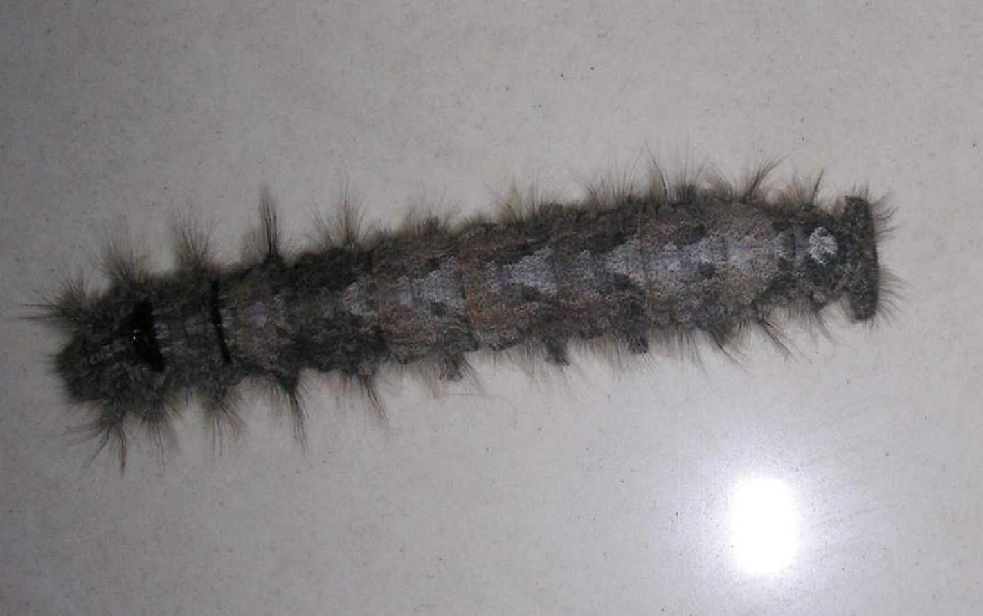  p>杨枯叶蛾,中文别名:柳星枯叶蛾,白杨毛虫,杨柳枯叶蛾, a target="