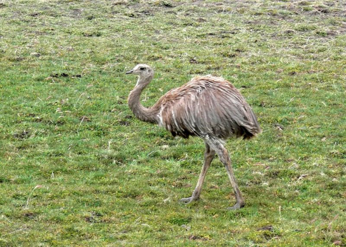  i>rhea pennata /i>)是美洲鸵鸟目美洲鸵鸟科的 a target="_blank"