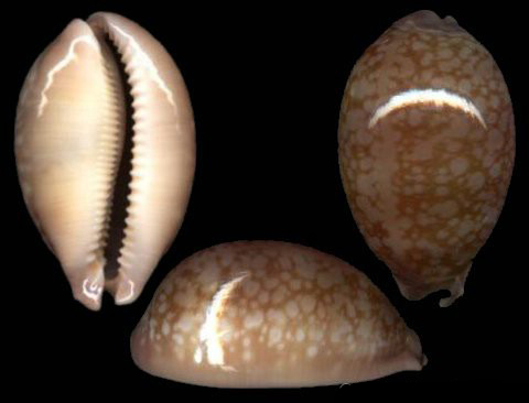  p>云斑宝螺(学名:lyncina nivosa nivosa)是腹足纲宝螺科的 a href="