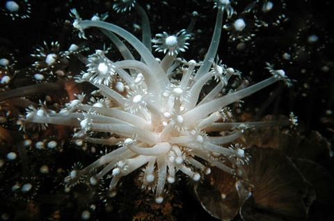  i>zooxanthella /i>;复数 i>zooxanthellae /i>) /p> p>是海藻的一种