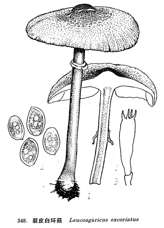  p>裂皮白环菇的子实体中等至稍大,可食用.