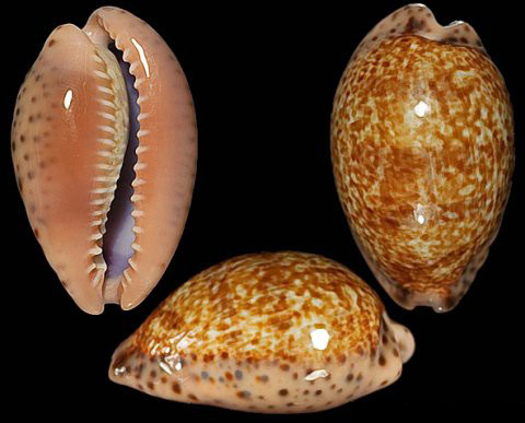 href="#" data-lemmaid="417529">软体动物 /a>