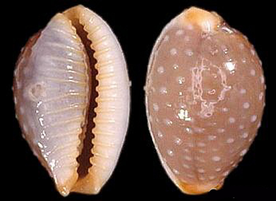  p>鸡皮宝螺(学名:staphylaea limacina limacina)是腹足纲宝螺科的 a