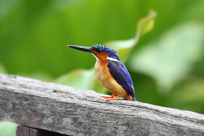  p>马岛翠鸟身长 16cm,雄鸟体重16,5-21g,雌鸟体重18-22g,雌雄完全