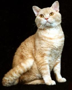 美国硬毛猫