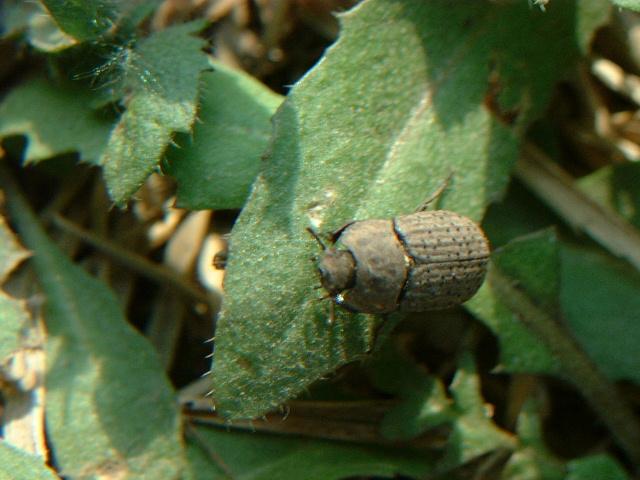 p>拟步甲科是属昆虫纲鞘翅目中的一科,世界性分布,以沙漠干旱地区多