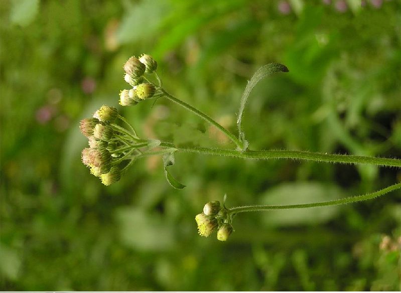  p>苏门白酒草(学名: i>conyza sumatrensis /i> (retz.