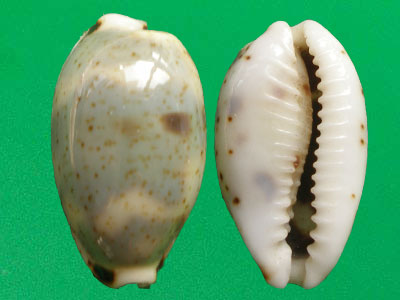  p>瘦熊宝螺(学名:bistolida kieneri kieneri )是腹足纲宝螺科的软体