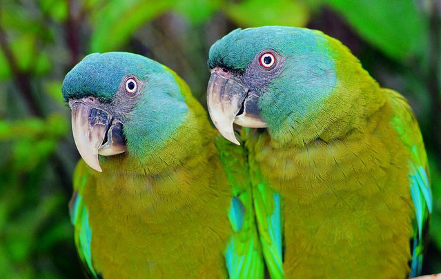 couloni /i>)是小型 a target="_blank" href="/item/金刚鹦鹉/110338