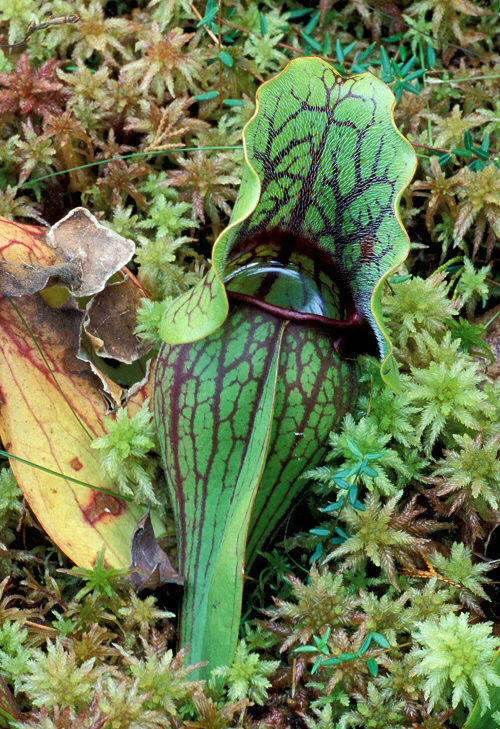  p>紫瓶子草(学名:sarracenia purpurea)是 a href="#">多年生草本 /a