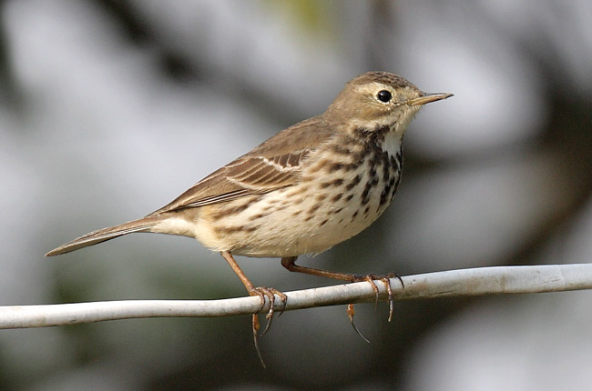  /i>):是雀形目鹡鸰科的 a href="#" data-lemmaid="278334">鸟类 /a>