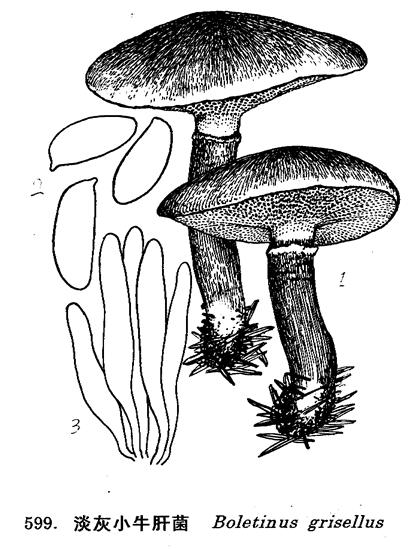 菌盖宽3-8cm,中央凸起,后渐平展,表面粘,有不明显的紧贴的纤毛,淡灰色