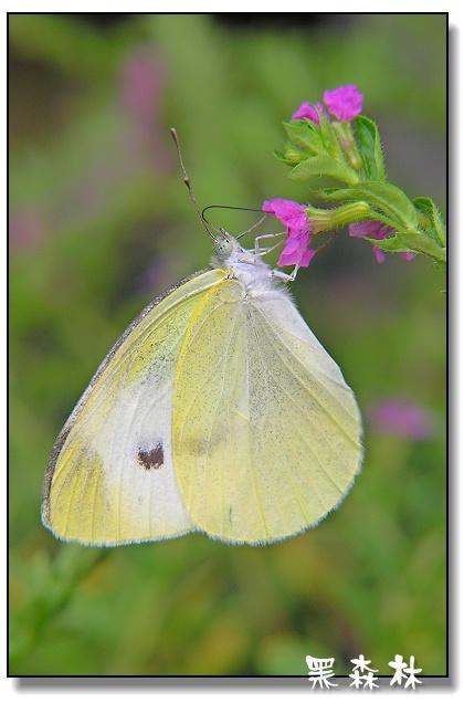  p>东方菜粉蝶, i>pieris canidia /i>,是 a href="#" data-lemmaid="