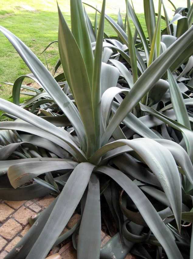  p>龙舌兰科, a target="_blank" href="/item/单子叶植物/7286744"