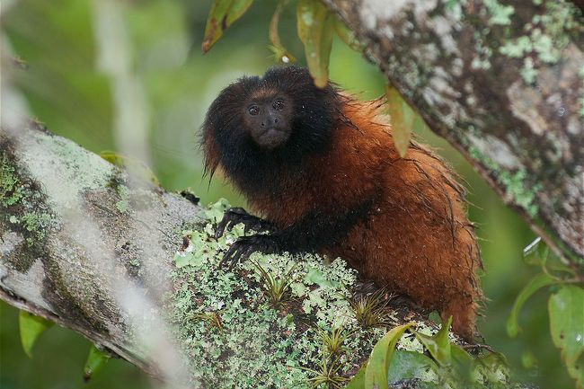  p>黑脸狮狨是狨科 , a>狮狨属 /a>的一种动物,分布于巴西(巴拉那
