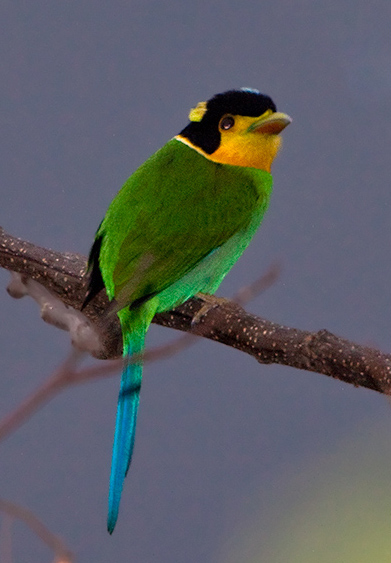  p>长尾阔嘴鸟指名亚种(学名:psarisomus dalhousiae dalhousiae)是 a