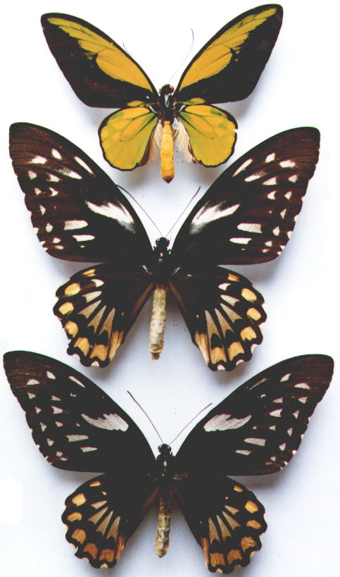华莱士红鸟翼凤蝶(学名:ornithoptera croesus wallacei)属鳞翅目凤蝶