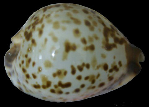  p>金字塔宝螺(学名:zoila eludens eludens)是腹足纲宝螺科的 a href