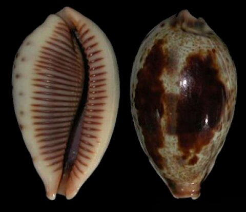  p>黑齿宝螺(学名:contradusta pulchella pulchella)是 a href="#">