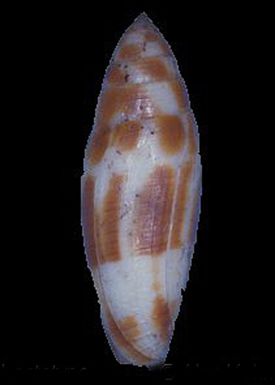  p>子弹芋螺(学名:conus mitratus),是新腹足目,芋螺科,芋螺属的一种