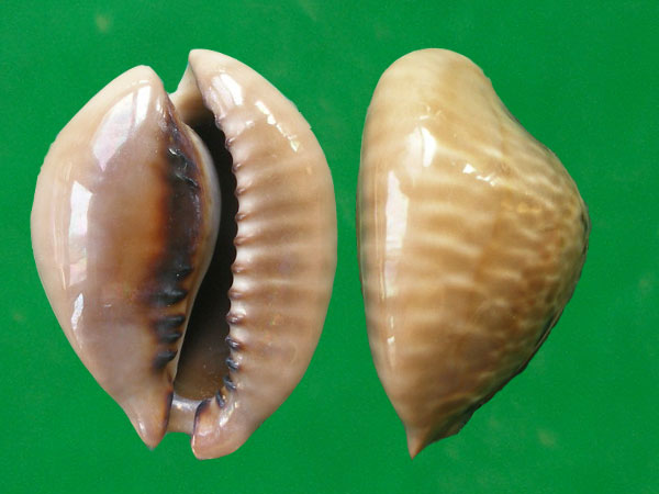  p>黑老鼠宝螺(学名:muracypraea mus nigrita)是腹足纲宝螺科的软体