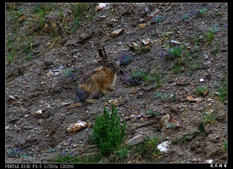 高原鼠兔生活在青藏高原的草地上.