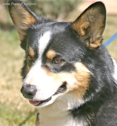 瑞典瓦汉德犬