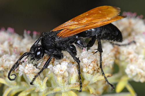 ustulata /i>):属膜翅目 a data-lemmaid="5609073">蛛蜂科 /a>,体长