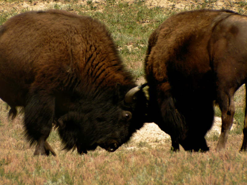 bison bison bison