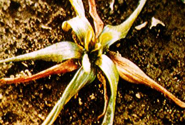 药用植物百合病毒病