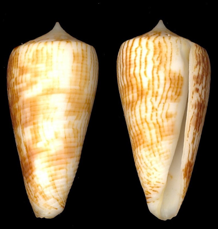  p>黑原芋螺(学名:asprella kuroharai)花纹清晰,贝壳厚实.