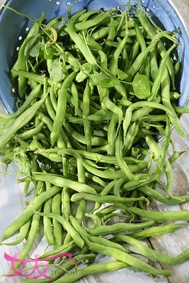 四季豆