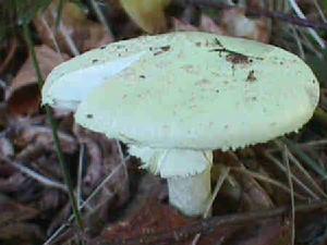 ="#">绿帽菌 /a>, a href="#" data-lemmaid="8085171">鬼笔鹅膏 /a>