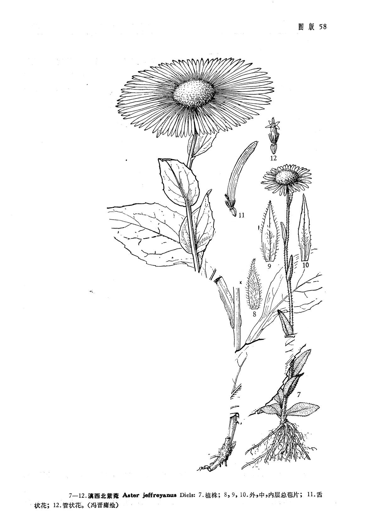 aster jeffreyanus diels