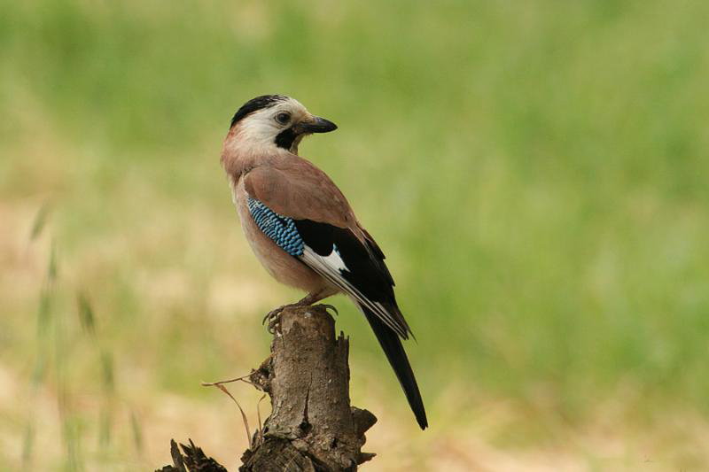  p>松鸦云南亚种(学名:garrulus glandarius leucotis)是 a target="