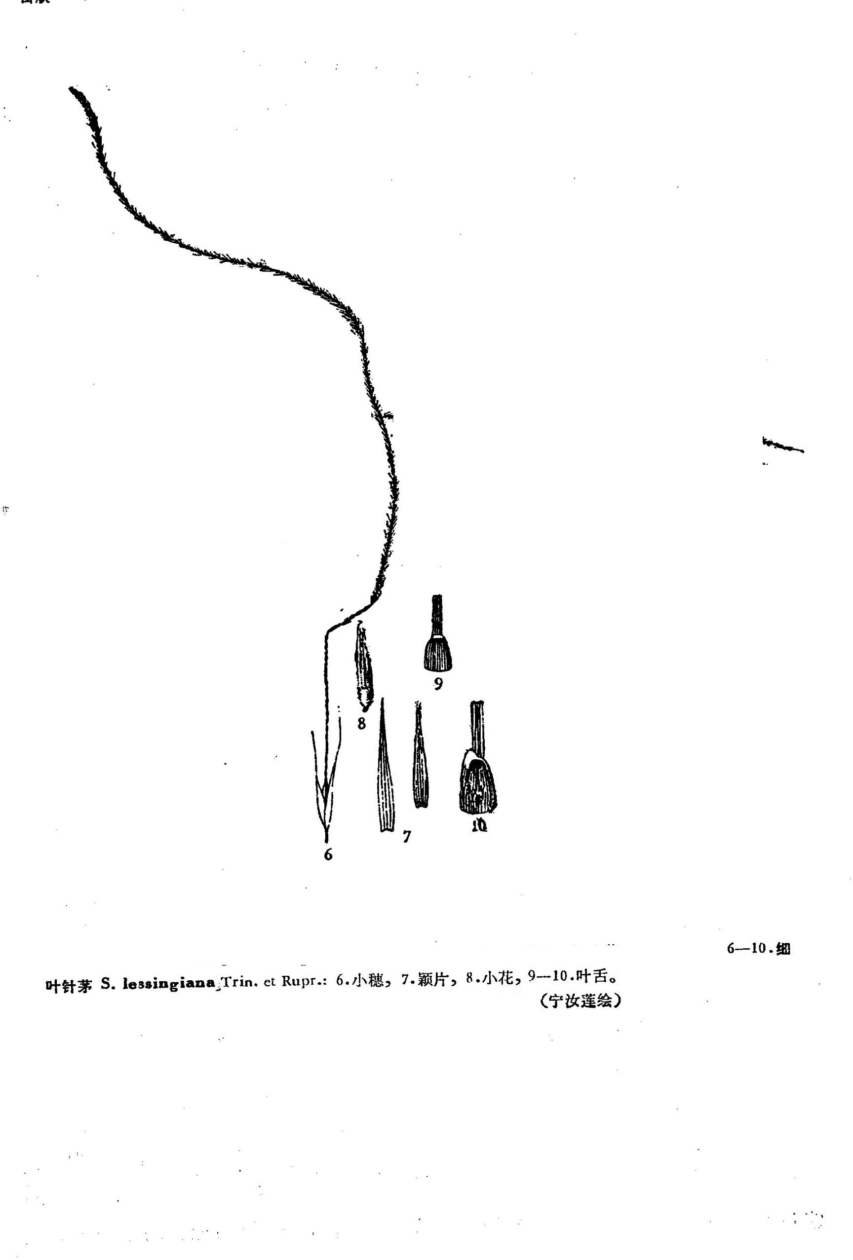  p>细叶针茅为针茅属的一种植物.