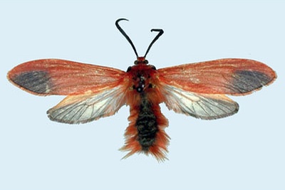  p>朱红毛斑蛾是 a href="#" data-lemmaid="1534992">鳞翅目 /a>斑蛾