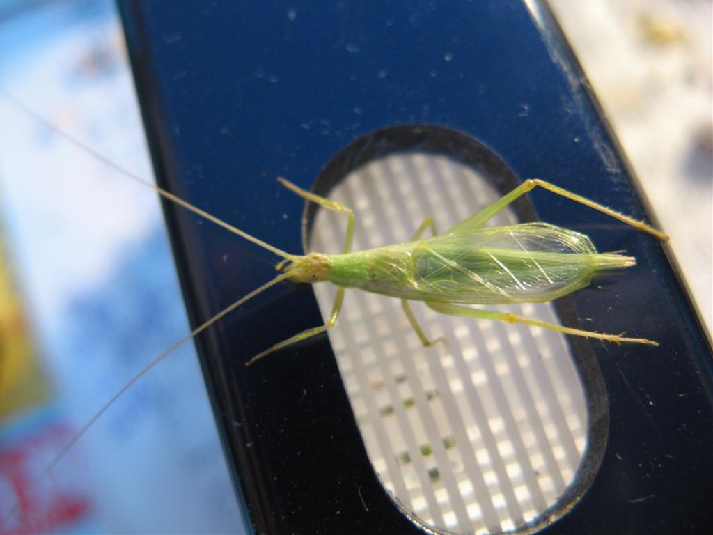 其外观纤细修长,头小而翅宽,形似琵琶,也象蟋蟀,又如一片碧绿的嫩竹叶