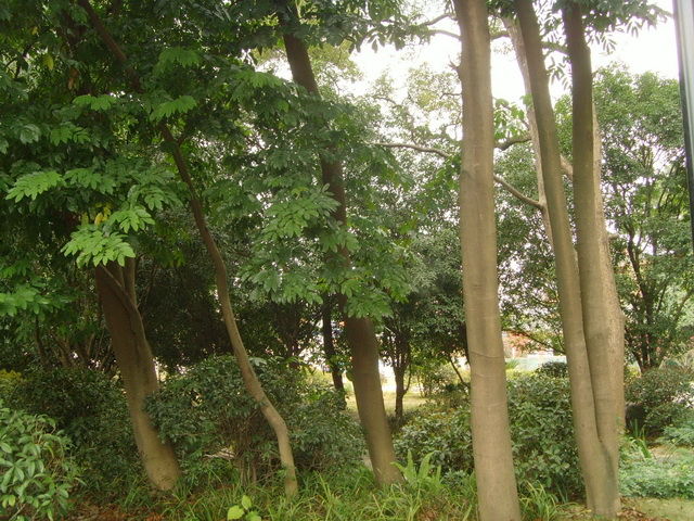  p>阔叶林:由 b> a target="_blank" href="/item/阔叶树">阔叶树 /a>