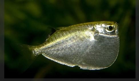  p>大型银燕子,分布于 a target="_blank" href=