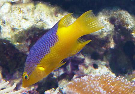  p>红菩提鱼(bodianus rufus)又称紫狐,古巴狐,西班牙猪鱼,为鲈形目