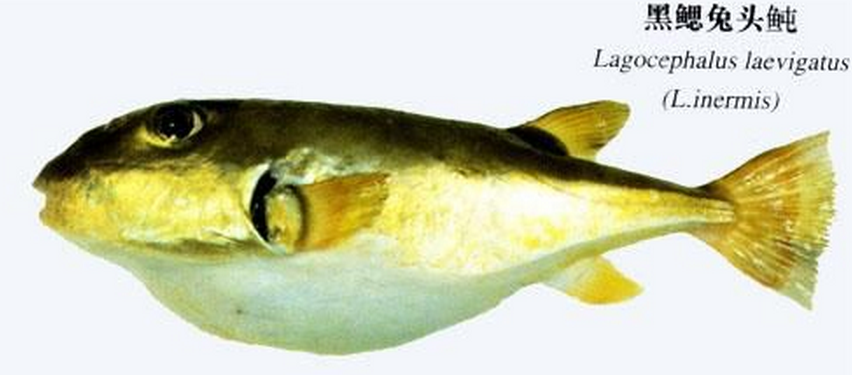 黑鳃兔头鲀