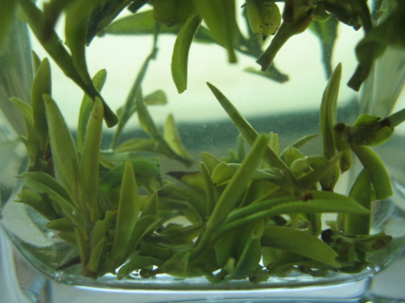  p>鱼叶是茶树芽头露出,接着就萌发出的第一片小叶子. /p>