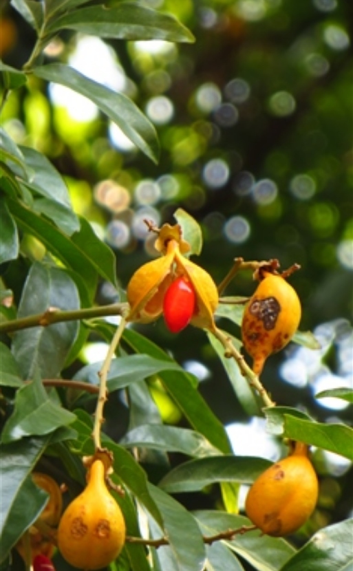  p>海南红豆(学名: i>ormosia pinnata  /i>(lour.) merr.