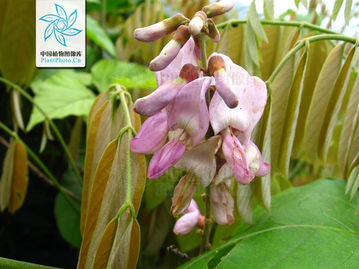  p>厚果崖豆藤(学名: i>millettia&nbsp;pachycarpa /i>&nbsp