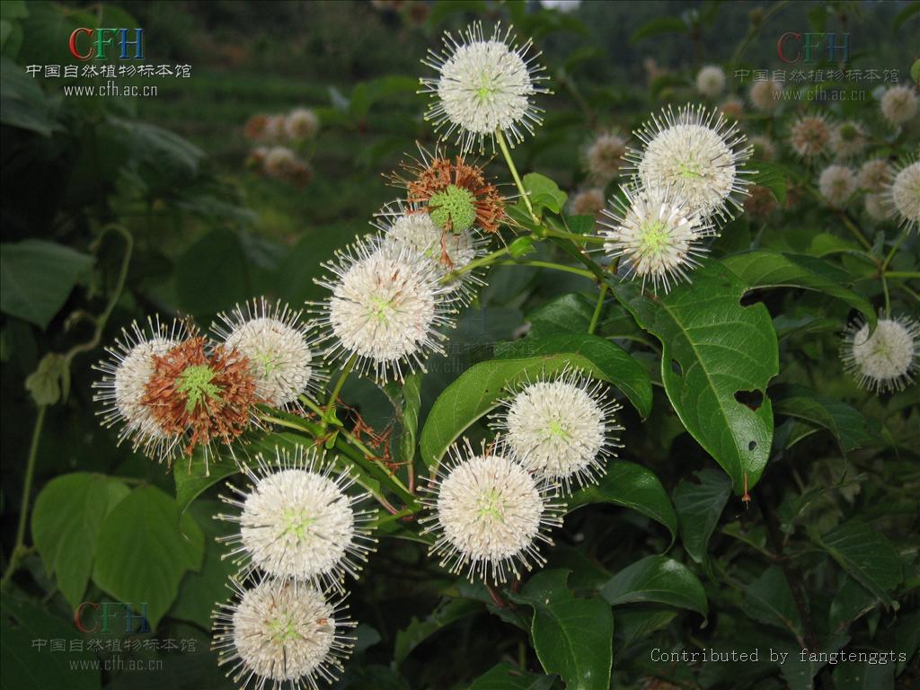 风箱树