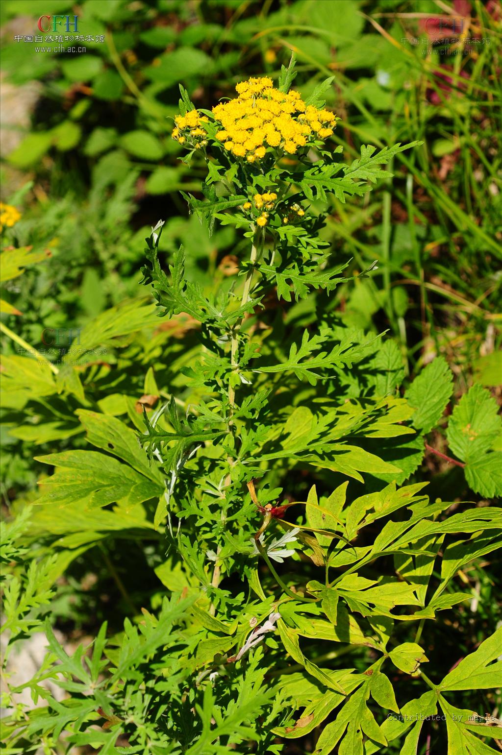  p>亚菊属( a target="_blank" href="/item