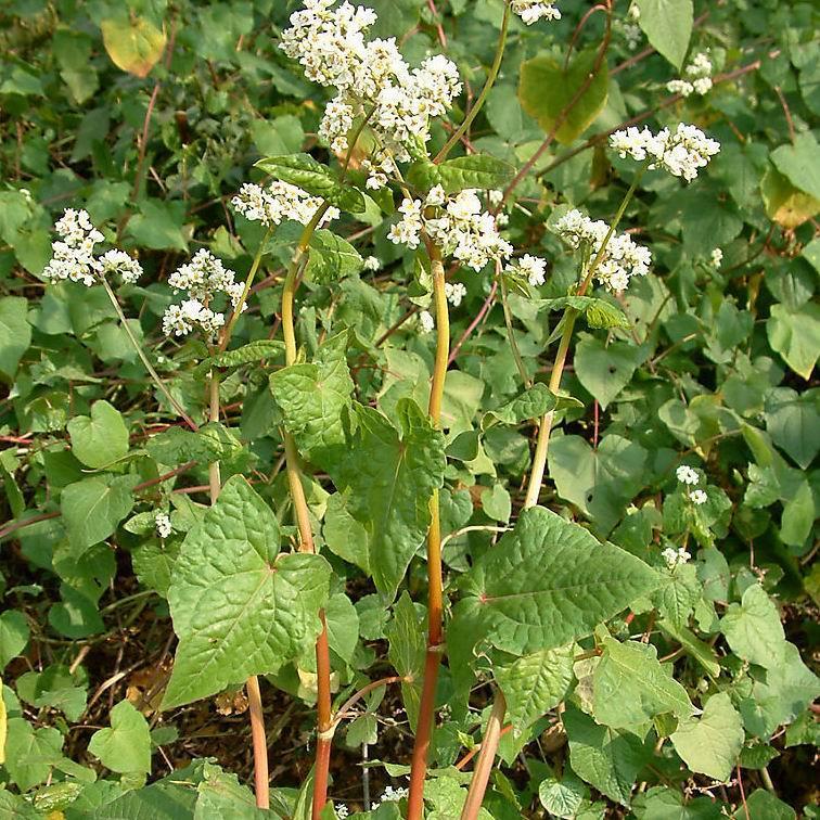  p>特征特性 /p> p>该品种属鞑靼荞麦(苦荞).