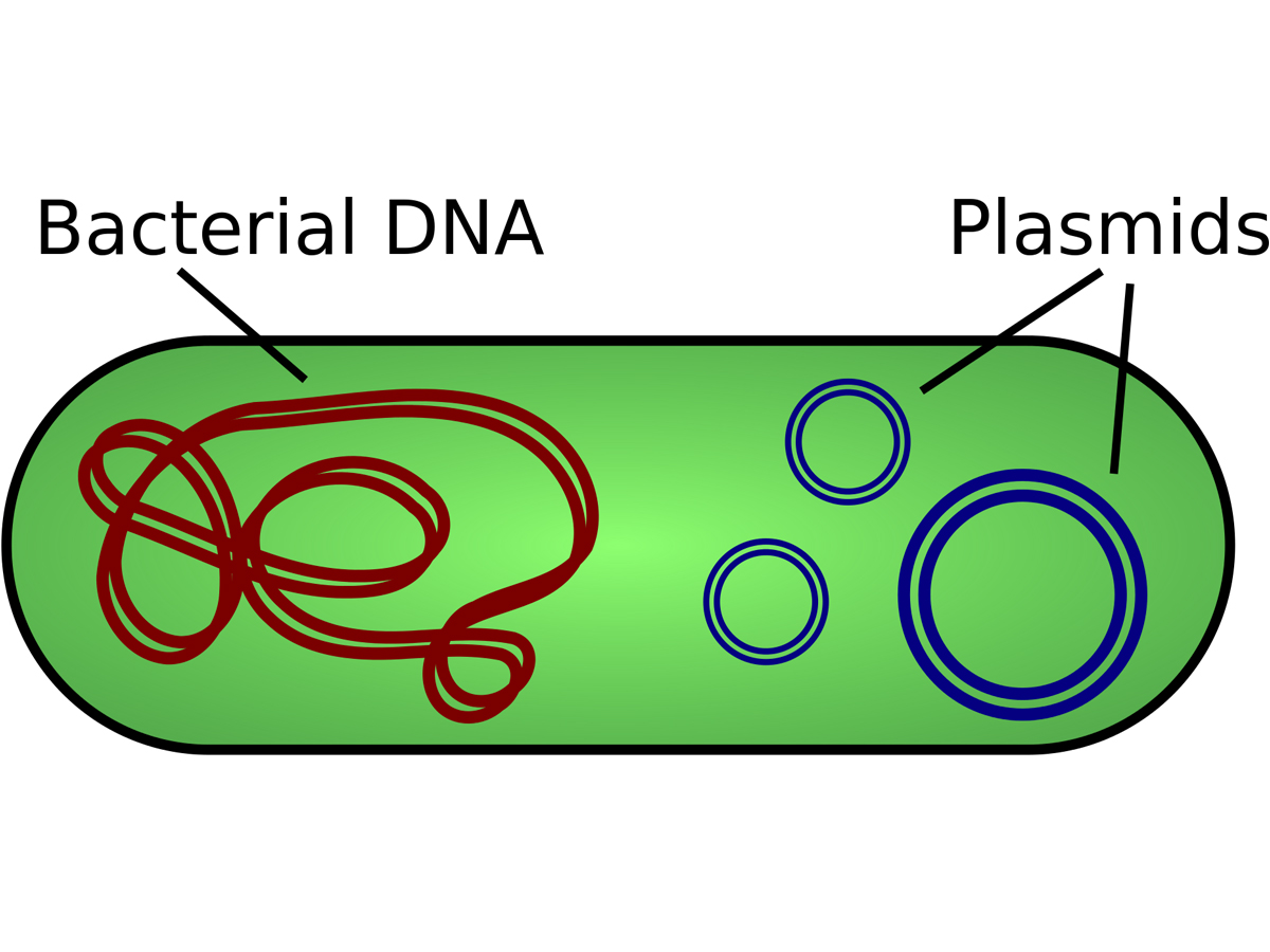 plasmid